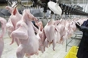 ۶ کشتارگاه طیور آذربایجان‌غربی مجری طرح ارتقای کیفیت گوشت مرغ