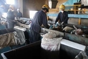 مرگ دلخراش 4 کارگر درون دستگاه خمیر کاغذ در مشهد
