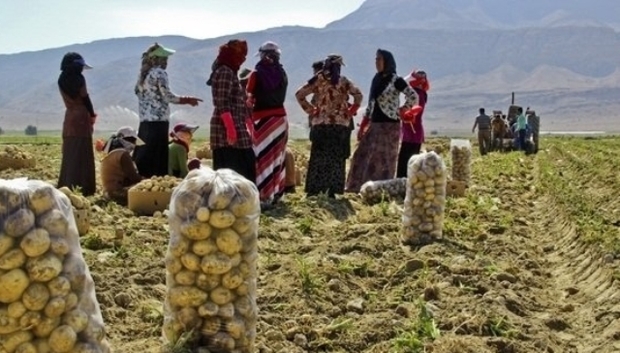 دستان پینه بسته زنان با کار در مزارع کشاورزی