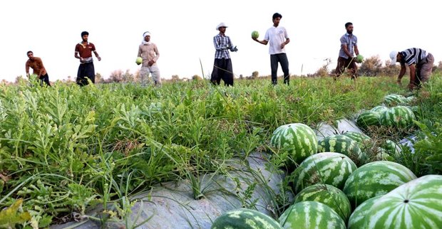 هندوانه تولیدی قلعه گنج به چهار استان کشور حمل می شود