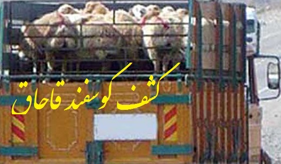 کشف 223 راس گوسفند قاچاق  در بناب