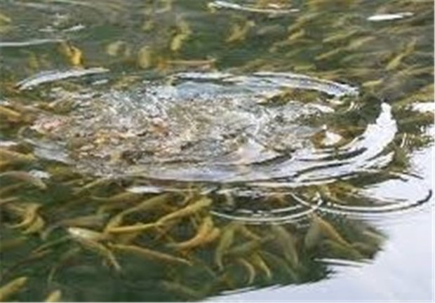 500 هزار قطعه بچه ماهی در رودخانه کاکارضا رهاسازی شد