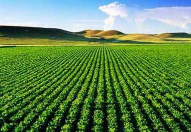 70 درصد دانش آموخته های بخش کشاورزی در خراسان شمالی بیکار هستند