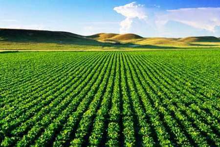 70 درصد دانش آموخته های بخش کشاورزی در خراسان شمالی بیکار هستند