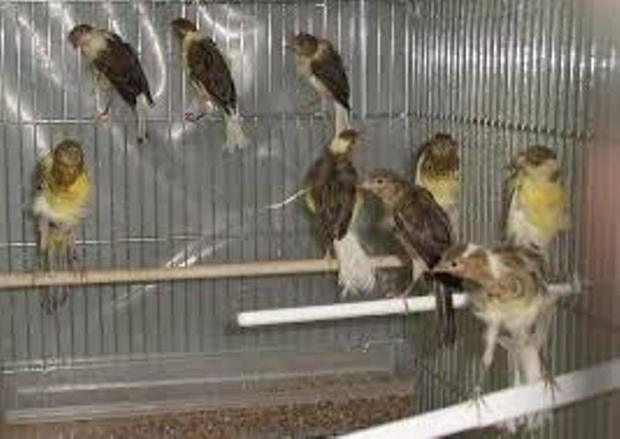 450 قطعه پرنده از متخلفان زیست محیطی کشف شد
