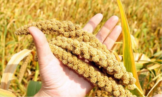 برای سم زدایی از بدن، ارزن بخورید
