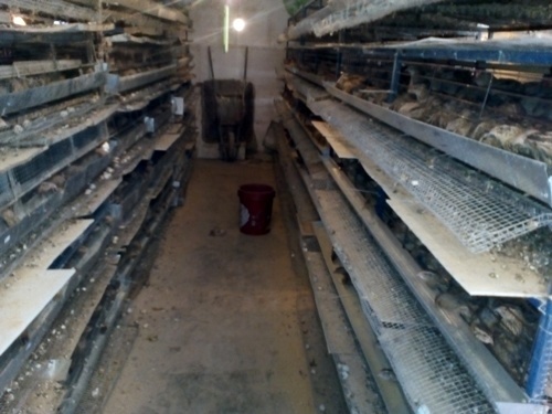 پلمپ دو واحد غیر بهداشتی تولید گوشت بلدرچین در فردیس
