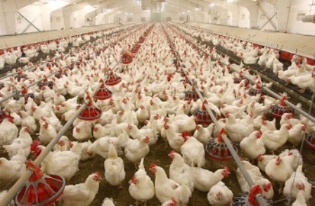 راه اندازی بزرگترین واحد مرغداری خاورمیانه در خمین نیازمند تامین آب