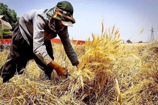 پیش بینی وزارت جهاد کشاورزی از تولید گندم در سال 99