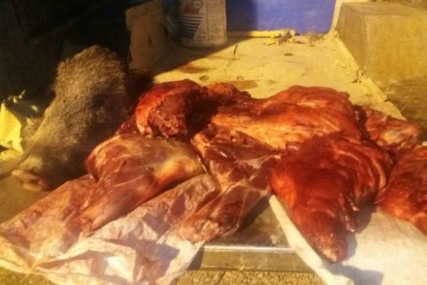 دستگیری شکارچیان گراز در خرم آباد