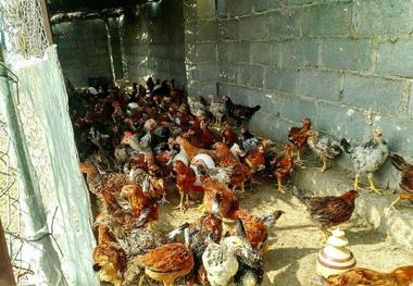 ظرفیت های اشتغال روستایی البرز واکاوی شد