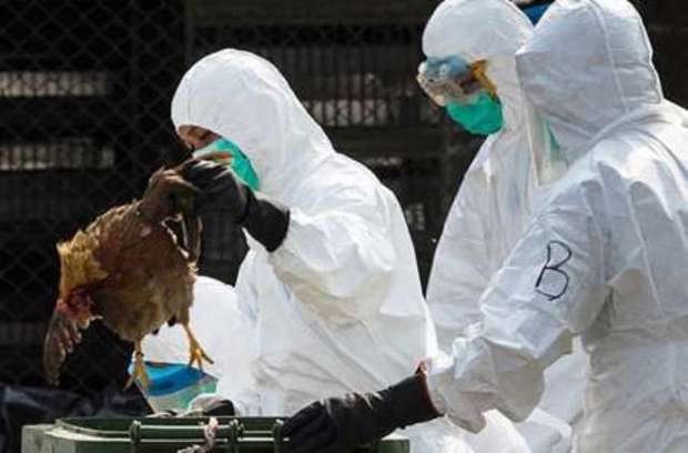 موردی از شیوع آنفلوآنزای مرغی در سرپل ذهاب مشاهده نشد