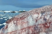 تصاویر دیدنی برف صورتی در قطب جنوب