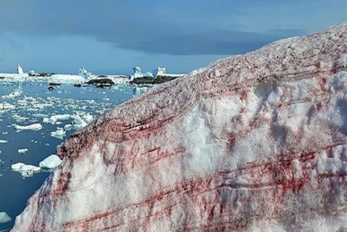 تصاویر دیدنی برف صورتی در قطب جنوب