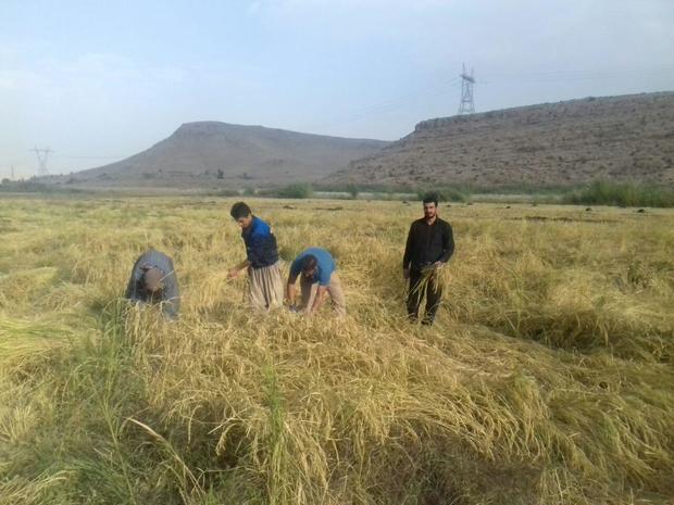 360 تن شلتوک برنج در گیلانغرب برداشت شد
