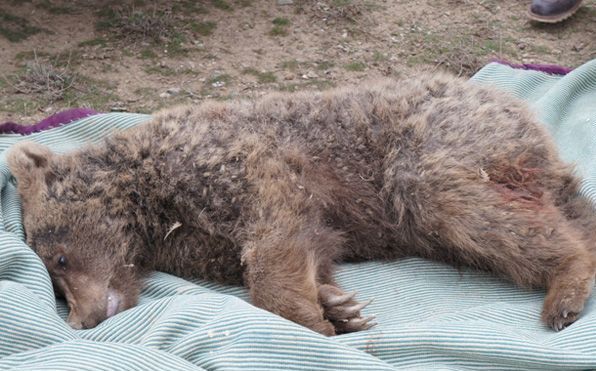 توضیح مدیرکل محیط زیست گلستان در خصوص مرگ یک خرس