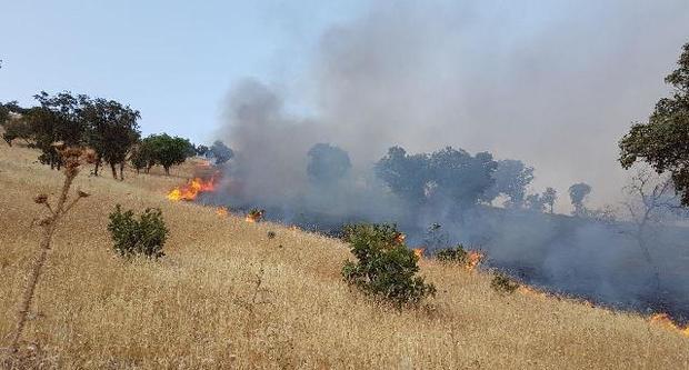 آتش سوزی در مراتع مشجر منطقه حفاظت شده دیزمار مهار شد