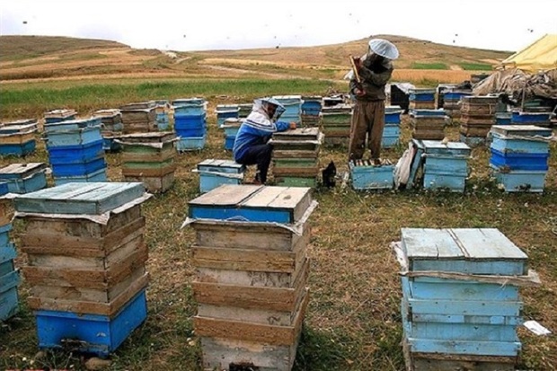 سرشماری زنبورستان های مهاباد آغاز شد