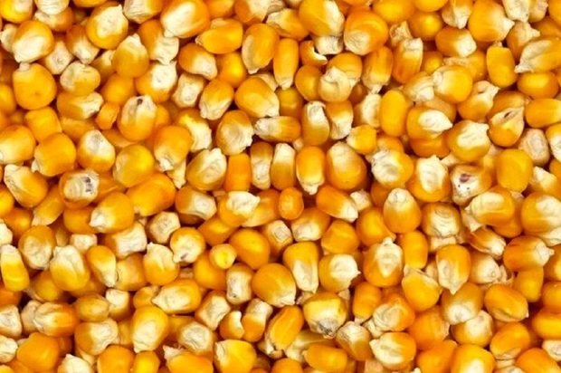 خواص شگفت‌انگیز ذرت برای سلامتی