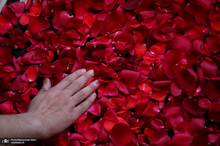 حال و هوای قطعه ۴۲ شهدای بهشت زهرا (س)