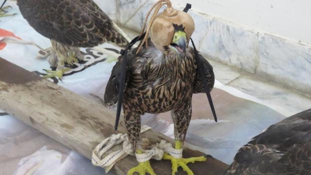30 پرنده شکاری ازشکارچیان غیرمجاز هرمزگان گرفته شد