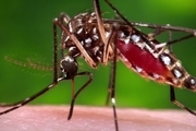 روشی برای کاهش انتقال بیماری ها توسط پشه 