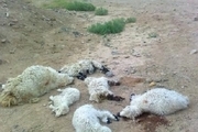تلف شدن 140 رأس گوسفند در سگزآباد
