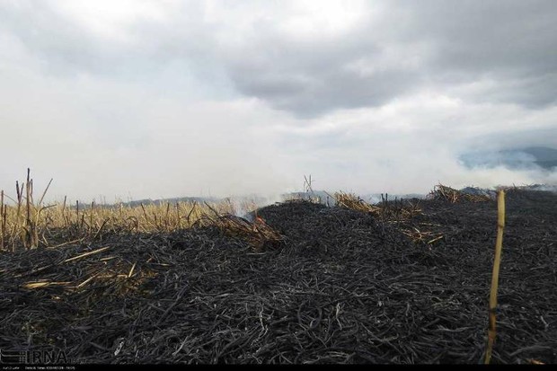 آتش زدن مزارع آلودگی هوای دزفول را تشدید کرده است