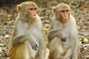میمون های قاتل در هند دستگیر شدند! + فیلم
