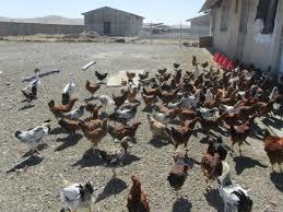 تولید سالانه 200 هزار قطعه جوجه بومی در آذربایجان غربی
