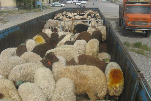 144 راس گوسفند قاچاق در سلطانیه کشف شد