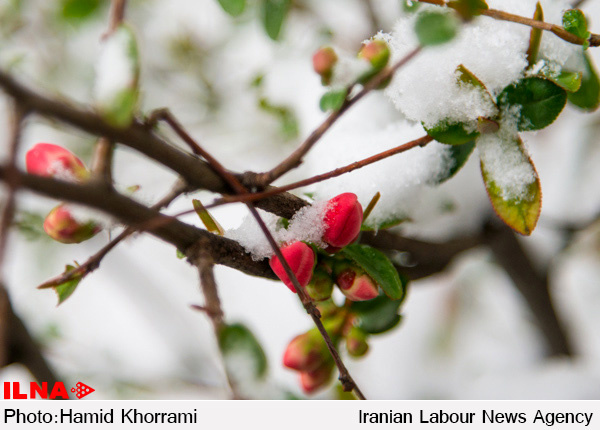 خسارت 1125میلیارد تومانی سرما در آذربایجان‌شرقی  بیشترین خسارت به باغ‌های استان  تنها 30 درصد باغ ها بیمه هستند