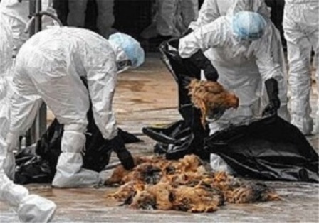 معدوم سازی طیور آلوده به بیماری آنفلوآنزای مرغی در بخش خمام رشت
