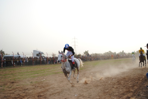 هفته دوم کورس اسب دوانی قهرمانی خوزستان در دزفول برگزار شد