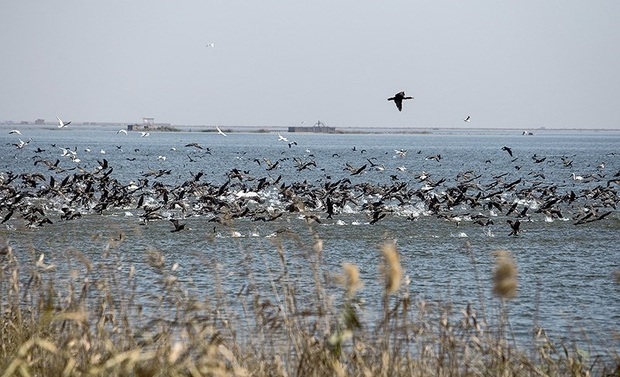 خشکی دریاچه ارومیه، مهاجرت پرندگان به تالابهای آذربایجان غربی را کاهش داد