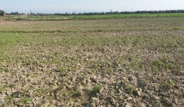 نگرانی کشاورزان دزفول از اعلام ممنوعیت کشت پائیزه