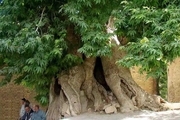 6 درخت کهنسال کردستان در فهرست آثار ملی ثبت شدند