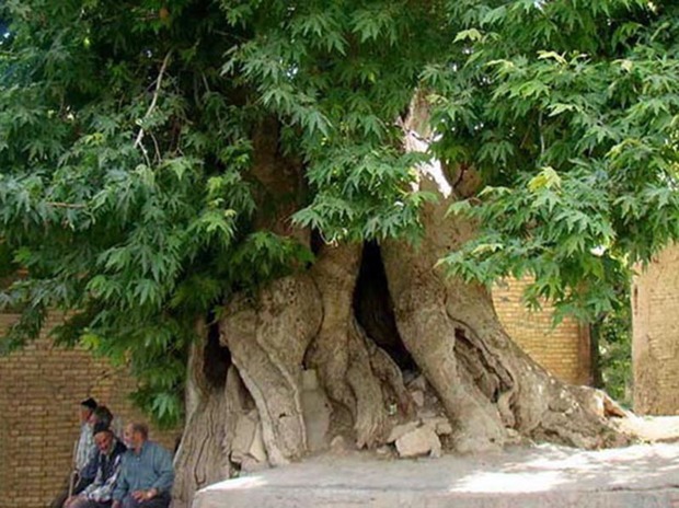 6 درخت کهنسال کردستان در فهرست آثار ملی ثبت شدند