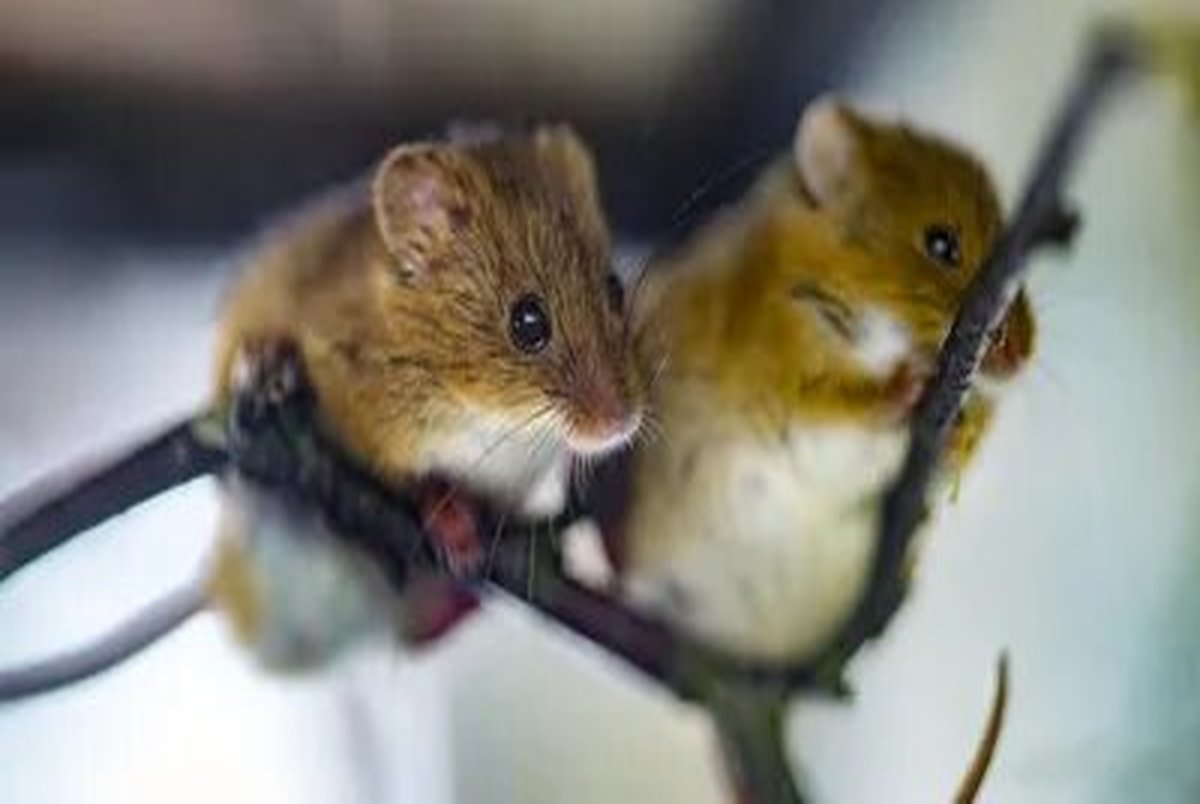 نگرانی دانشمندان درباره شیوع آبله موش
