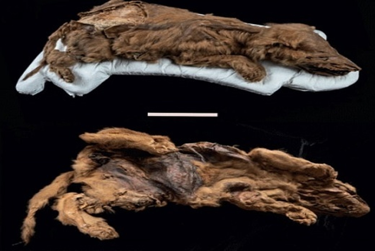 توله گرگ مومیایی شده با قدمت ۵۷ هزار ساله کشف شد+ عکس