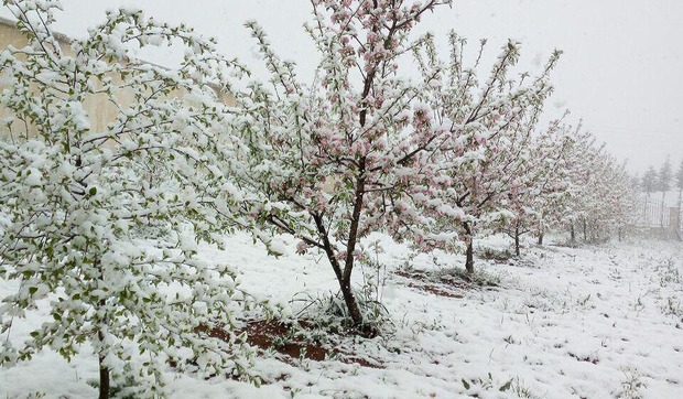 برف 43 میلیارد ریال به باغهای بلده نور خسارت وارد کرد
