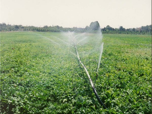 کاهش 70درصدی بیمه محصولات کشاورزی خوزستان در سال زراعی97-96
