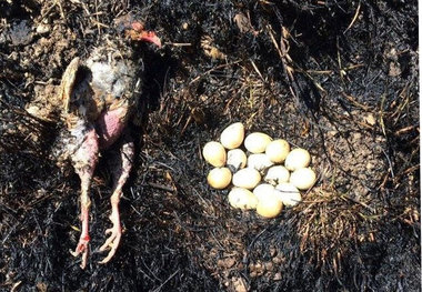 پرنده ای که برای دفاع از تخم‌هایش در آتش سوخت