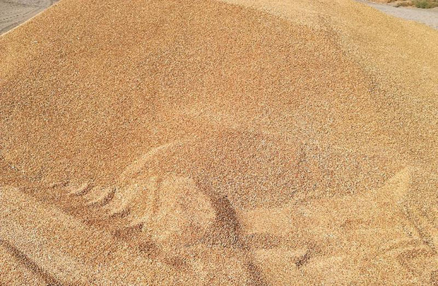 100 تن گندم قاچاق در ایرانشهر کشف شد
