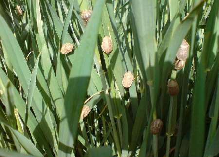 مبارزه با پوره سن غلات در مزارع پیشوا آغاز شد