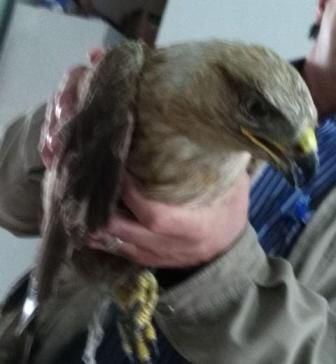 تحویل عقاب جنگلی مصدوم به محیط زیست علی آباد کتول