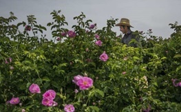 روستاهای میمه در تولید گل محمدی رتبه دوم تولید را به خود اختصاص داد