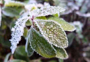 باغداران راهکارهای مقابله با سرمازدگی درپیش گیرند
