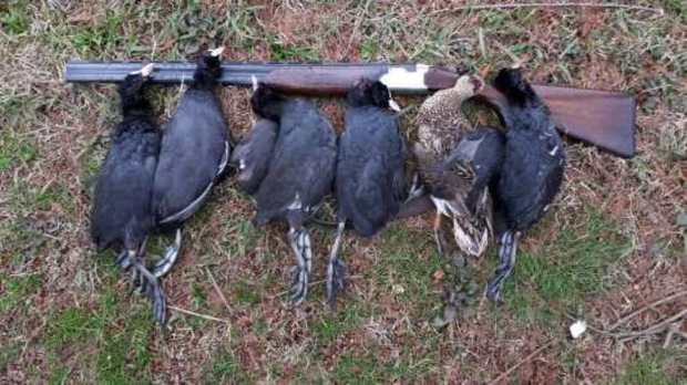 کشف پرندگان شکاری و یک قبضه اسلحه از شکارچیان در تالاب انزلی