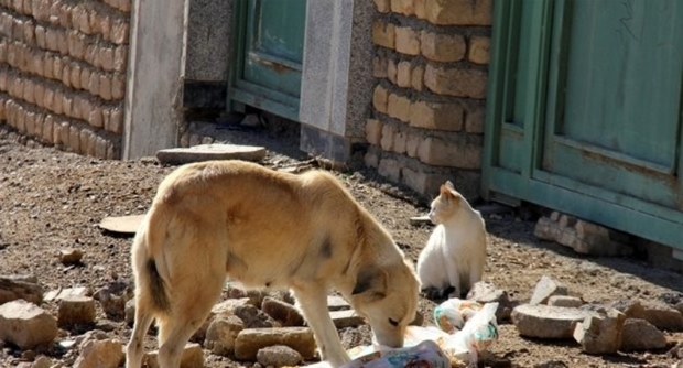 راه های رفته و نرفته برای دفع حیوانات مزاحم در شهر جهرم